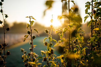 Close-up of plants against sky during sunset