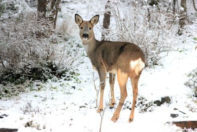 Portrait of deer standing on snow