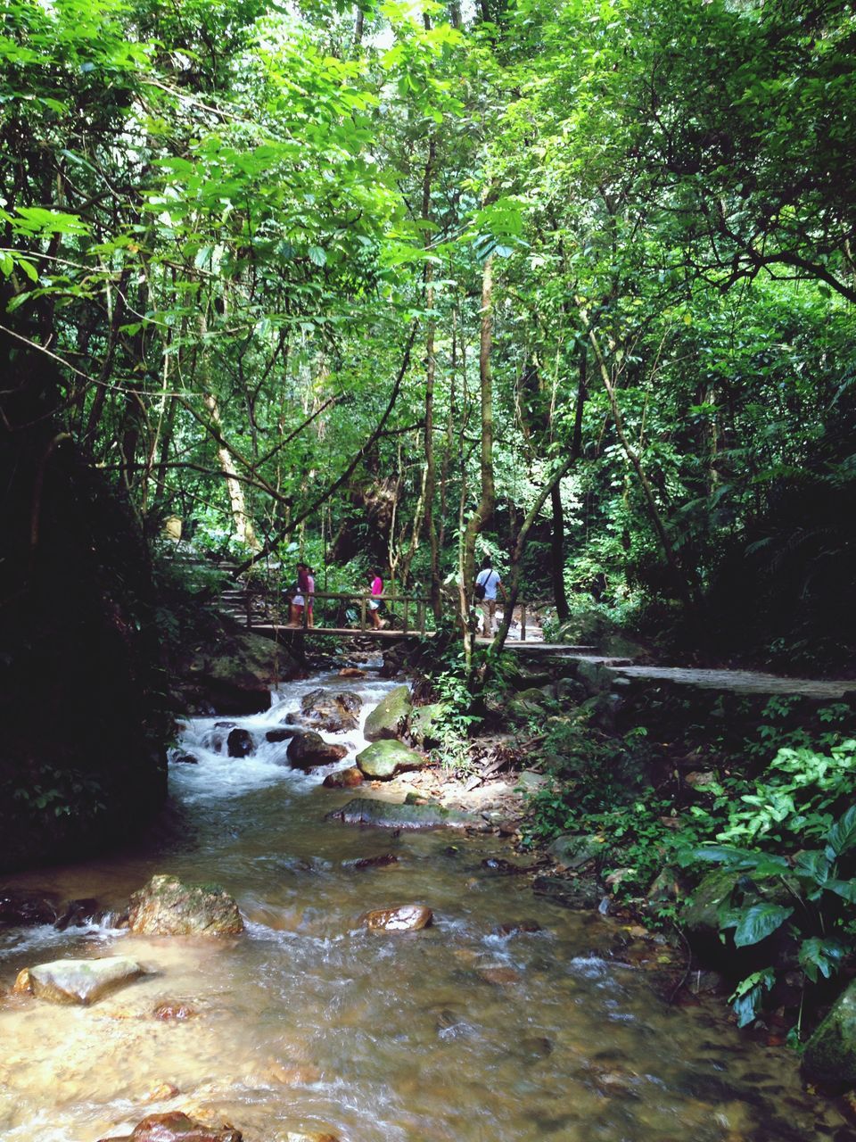 tree, water, forest, growth, tranquility, nature, beauty in nature, green color, tranquil scene, branch, scenics, tree trunk, stream, river, rock - object, day, plant, outdoors, waterfront, idyllic