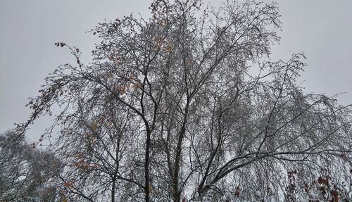 Low angle view of bare tree against clear sky