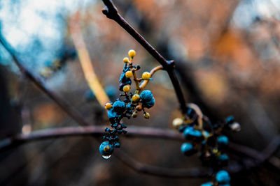 Close-up of berries growing on tree