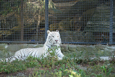 White horse in cage at zoo