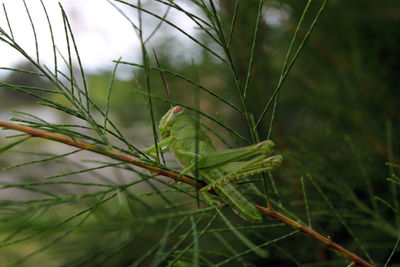 Close-up of insect on grass