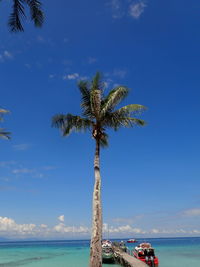 Palm tree by sea against blue sky