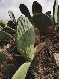 Close-up of succulent plant growing on field