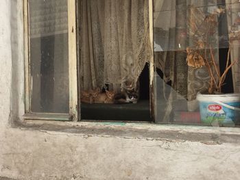 Cat on window