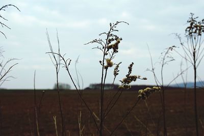 Scenic view of field against cloudy sky