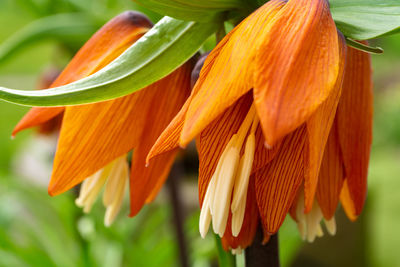 Close-up of orange flowering plant