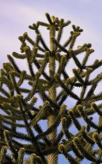 Low angle view of pine tree against sky