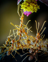 Close-up of potted plant