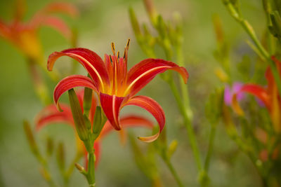 Close-up of red flowering plant