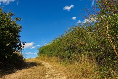 Low angle view of trees on field against blue sky