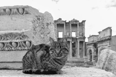 Close-up of cat against historic building