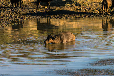 African buffalo in pond