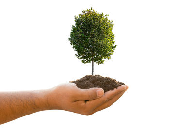 Close-up of hand holding small plant against white background