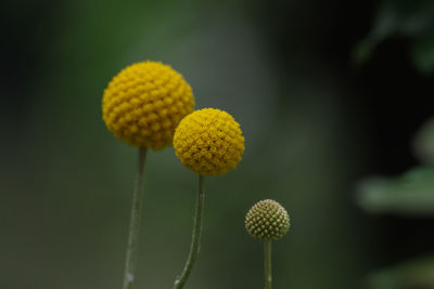 Close-up of red flowering plant