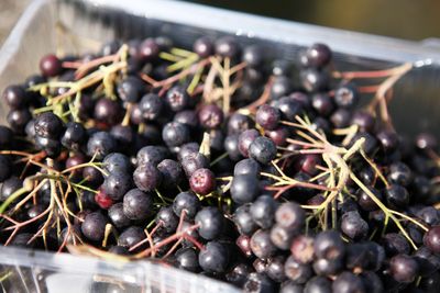 High angle view of blackberries in container