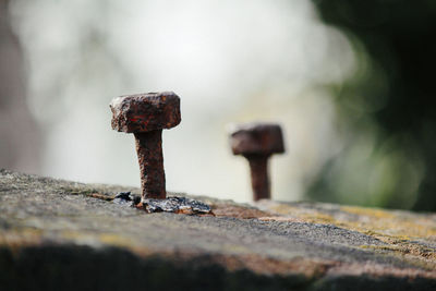 Close-up of plant against blurred background