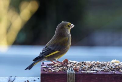 Close-up of bird perching on wood