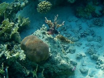 Fish swimming in sea