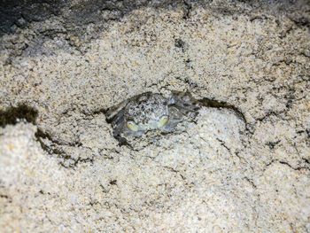 Close-up of lizard on sand at beach