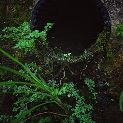 High angle view of plants and trees in forest