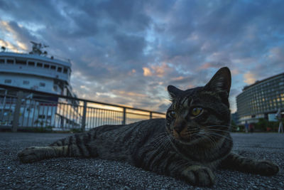 Portrait of a cat looking away against cloudy sky