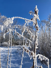 Snow covered plants against blue sky
