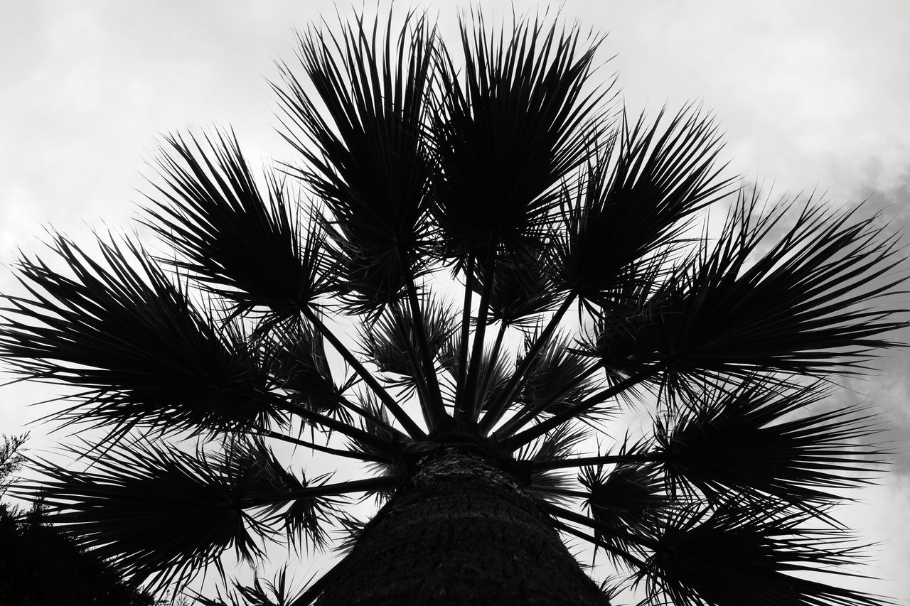 palm tree, low angle view, tree, sky, silhouette, growth, nature, tree trunk, palm leaf, tranquility, cloud - sky, leaf, branch, beauty in nature, tall - high, outdoors, coconut palm tree, cloud, no people, scenics