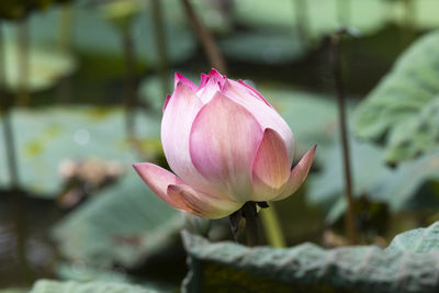 Close-up of pink water lily