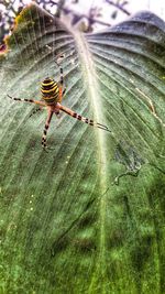 Close-up of spider on web