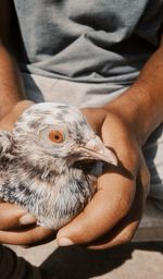 Midsection of man holding bird