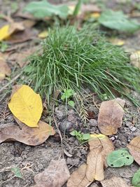 High angle view of dry leaves on field