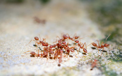 Close-up of ant on field