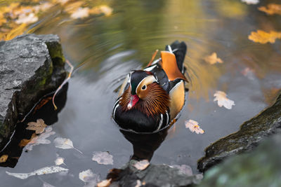 High angle view of duck swimming in lake