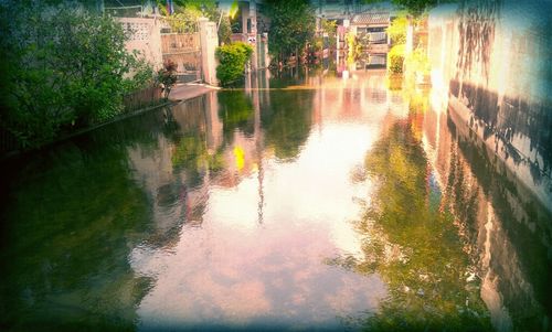 Reflection of trees in water