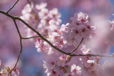 Close-up of pink cherry blossom