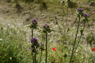 Close-up of flowers