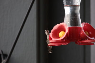 Close-up of red flower in glass bottle