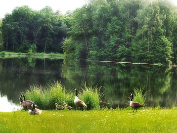 Swans swimming in lake