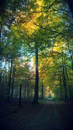 Trees in forest