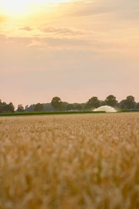 Scenic view of wheat field against sky