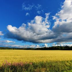 Scenic view of agricultural field against sky