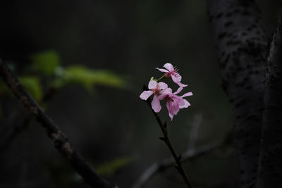 Close-up of pink cherry blossom