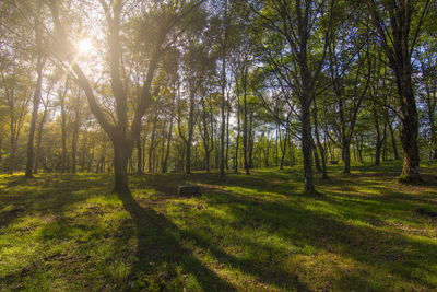 Scenic view of forest