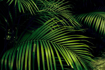 Close-up of palm tree