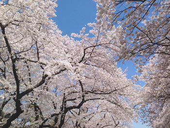 Low angle view of cherry blossom tree