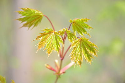 Close-up of green leaves on plant