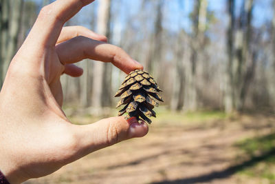 Close-up of hand holding pine cone