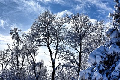 Low angle view of snow covered trees against sky